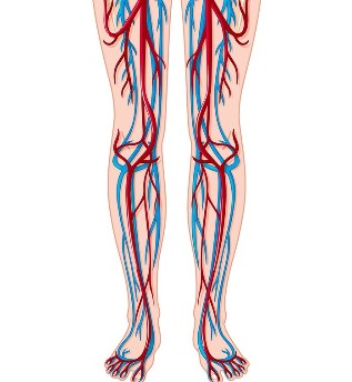 Location of veins and arteries in the legs