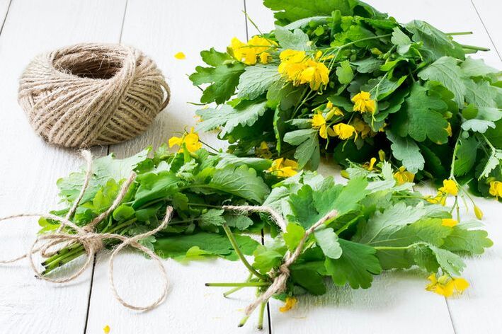 celandine herb for varicose veins
